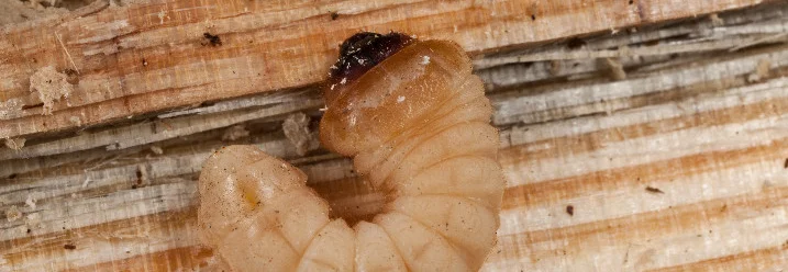 Holzwurm auf Holz